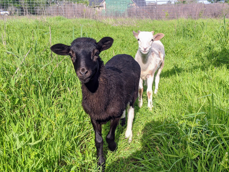 The Painted Sheep Introduction